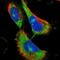 Transmembrane Protein 187 antibody, NBP1-85373, Novus Biologicals, Immunofluorescence image 