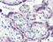 Thromboxane A2 Receptor antibody, 49-948, ProSci, Immunohistochemistry frozen image 