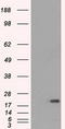 SSX2A antibody, LS-C114716, Lifespan Biosciences, Western Blot image 