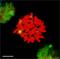 Heat Shock Transcription Factor 1 antibody, 12518, QED Bioscience, Immunocytochemistry image 