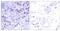 GATA Binding Protein 1 antibody, A00408-1, Boster Biological Technology, Immunohistochemistry paraffin image 