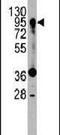 Prospero Homeobox 1 antibody, PA5-11900, Invitrogen Antibodies, Western Blot image 