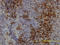 Lymphocyte Antigen 6 Family Member H antibody, LS-C133296, Lifespan Biosciences, Immunohistochemistry paraffin image 