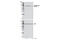 TANK Binding Kinase 1 antibody, 5483P, Cell Signaling Technology, Western Blot image 