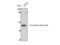 Creatine Kinase, M-Type antibody, STJ92461, St John