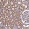 Solute Carrier Family 35 Member D2 antibody, NBP2-38040, Novus Biologicals, Immunohistochemistry frozen image 