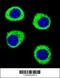 Integrator Complex Subunit 11 antibody, 55-677, ProSci, Immunofluorescence image 