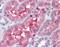 Gamma-Butyrobetaine Hydroxylase 1 antibody, orb89733, Biorbyt, Immunohistochemistry paraffin image 