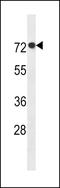 ArfGAP With GTPase Domain, Ankyrin Repeat And PH Domain 11 antibody, LS-C157540, Lifespan Biosciences, Western Blot image 