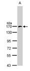 Adaptor Related Protein Complex 3 Subunit Beta 1 antibody, NBP1-33723, Novus Biologicals, Western Blot image 