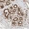 Zinc Finger Protein 397 antibody, HPA026087, Atlas Antibodies, Immunohistochemistry frozen image 