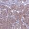 ETF dehydrogenase antibody, PA5-59808, Invitrogen Antibodies, Immunohistochemistry frozen image 