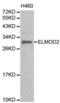 ELMO Domain Containing 2 antibody, abx003999, Abbexa, Western Blot image 