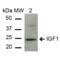 Insulin-like growth factor I antibody, SPC-699D-A680, StressMarq, Western Blot image 