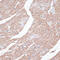 Lamin B2 antibody, 22-257, ProSci, Immunohistochemistry frozen image 