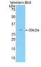 Coagulation Factor V antibody, LS-C304742, Lifespan Biosciences, Western Blot image 