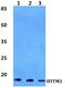 Interferon Induced Transmembrane Protein 3 antibody, PA5-75524, Invitrogen Antibodies, Western Blot image 