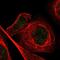 Myeloid Zinc Finger 1 antibody, NBP1-82605, Novus Biologicals, Immunocytochemistry image 