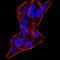 DEAD-Box Helicase 20 antibody, NBP2-52453, Novus Biologicals, Immunofluorescence image 