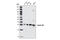 Cyclin D2 antibody, 3741P, Cell Signaling Technology, Western Blot image 