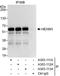 Protein HEXIM1 antibody, A303-111A, Bethyl Labs, Immunoprecipitation image 