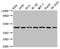 TARDBP antibody, CSB-PA023129EA01HU, Cusabio, Western Blot image 