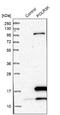 RNA Polymerase III Subunit K antibody, NBP1-80815, Novus Biologicals, Western Blot image 