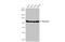 Nucleolin antibody, GTX132778, GeneTex, Western Blot image 