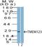 Transmembrane Protein 123 antibody, NBP2-27172, Novus Biologicals, Western Blot image 