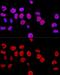 CCCTC-Binding Factor antibody, GTX65926, GeneTex, Immunocytochemistry image 