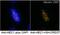 NDC80 Kinetochore Complex Component antibody, ab3613, Abcam, Immunofluorescence image 