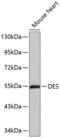 Desmin antibody, 13-255, ProSci, Western Blot image 