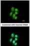 Major vault protein antibody, PA5-22296, Invitrogen Antibodies, Immunofluorescence image 