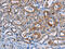 Protein CASC3 antibody, CSB-PA590757, Cusabio, Immunohistochemistry frozen image 