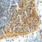 Oligodendrocyte Transcription Factor 2 antibody, AF2418, R&D Systems, Immunohistochemistry paraffin image 