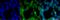 PPT antibody, SMC-243D-P594, StressMarq, Immunofluorescence image 