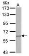 Scavenger Receptor Class F Member 1 antibody, PA5-28426, Invitrogen Antibodies, Western Blot image 