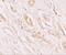 Transmembrane Protein 59 antibody, NBP1-76497, Novus Biologicals, Immunohistochemistry paraffin image 