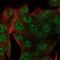 Small Integral Membrane Protein 24 antibody, HPA056027, Atlas Antibodies, Immunofluorescence image 