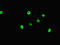 MYC Associated Factor X antibody, orb43561, Biorbyt, Immunofluorescence image 