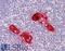 PON2 antibody, 42-513, ProSci, Western Blot image 