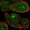 WD Repeat, Sterile Alpha Motif And U-Box Domain Containing 1 antibody, HPA058172, Atlas Antibodies, Immunocytochemistry image 