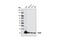 RAB9A, Member RAS Oncogene Family antibody, 5118S, Cell Signaling Technology, Western Blot image 