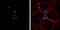 Prospero Homeobox 1 antibody, GTX129143, GeneTex, Immunofluorescence image 