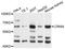 Cornulin antibody, STJ111406, St John