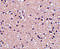 PP17 antibody, 4237, ProSci, Immunohistochemistry paraffin image 