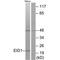 EP300 Interacting Inhibitor Of Differentiation 1 antibody, PA5-49901, Invitrogen Antibodies, Western Blot image 