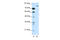 Tripartite Motif Containing 28 antibody, 28-919, ProSci, Enzyme Linked Immunosorbent Assay image 