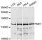 c-met antibody, MBS125613, MyBioSource, Western Blot image 