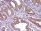 Cell Division Cycle 20 antibody, PA5-79013, Invitrogen Antibodies, Immunohistochemistry paraffin image 
